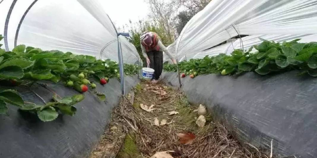 Eşini ikna etmesi hasattan daha zor olsa da başardı, işe koyuldu! Haftalık 300 kg üretiyor: Kilosu tarlada 80 TL ediyor 1